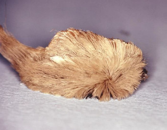 Puss caterpillar